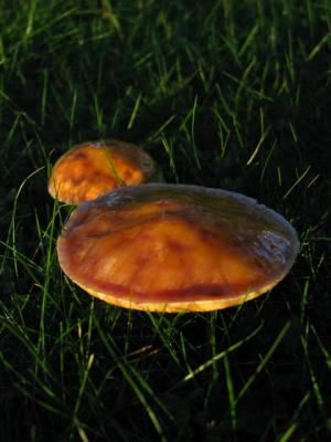IMG_8920.jpg