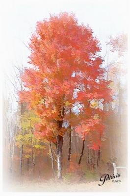 Fall Tree, Ohio