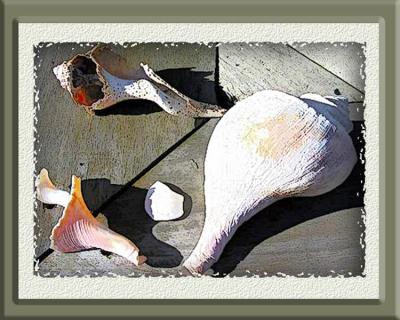 u39/arenared986/medium/25475843.Dec_12_SeaShells_1.jpg