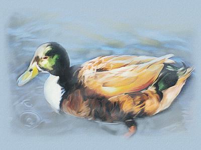 Duck