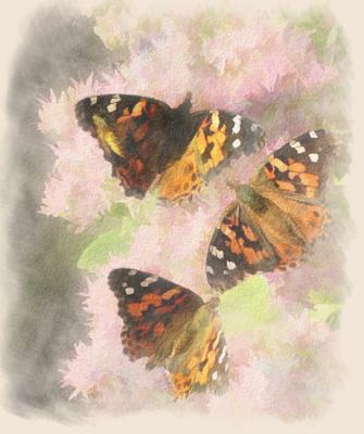 Butterflies