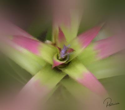 Plant.