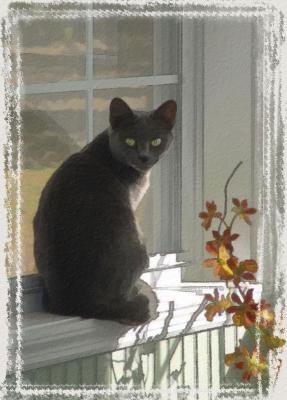 Kitty