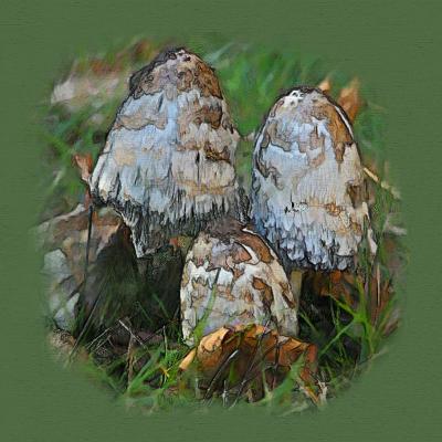 Mushrooms