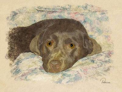 Pooch