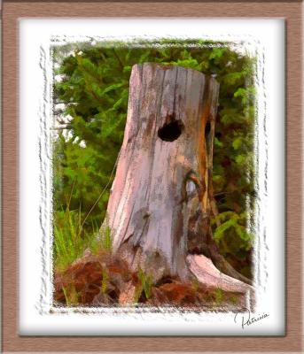 Stump