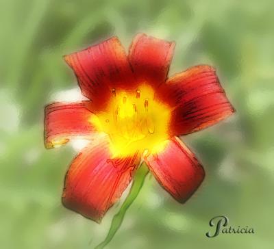 daylily_
