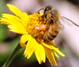 bee.on yellow flower