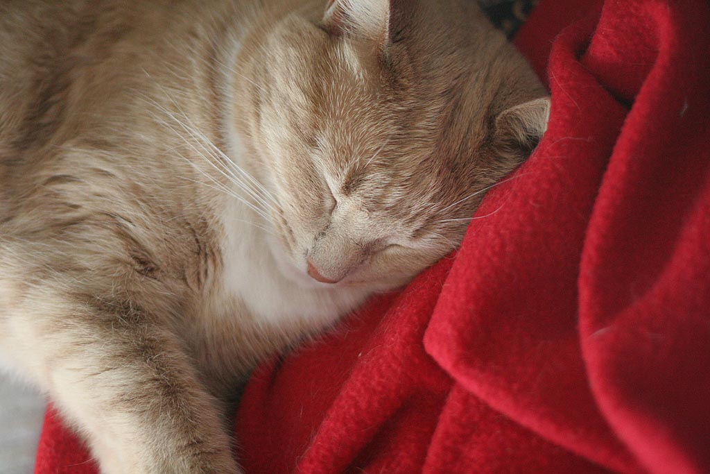willow and red blanket