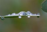 Rain Drops On A Eucalyptus Leaf