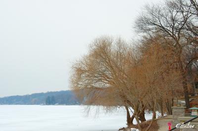 Shoreline Trees.jpg