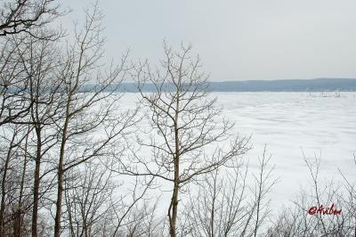 Frozen Lake thru Trees.jpg