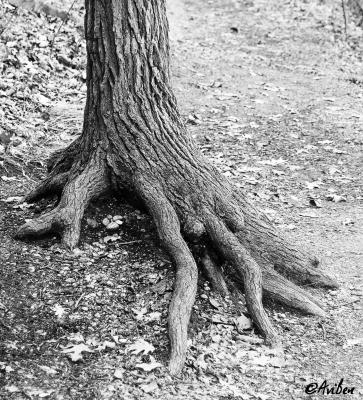 Tree gripping path BW.jpg