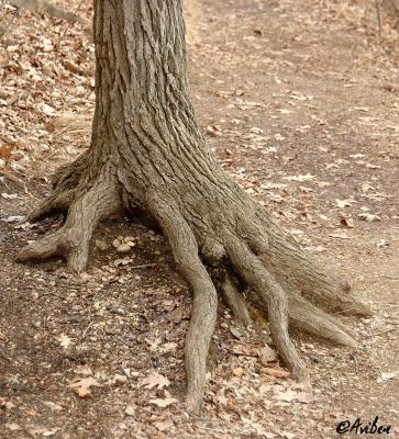 Tree gripping path.jpg