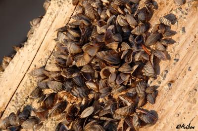 Zebra Mussels.jpg