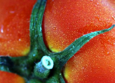 fresh tomatoes.jpg