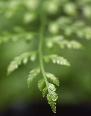 delicate fern.jpg