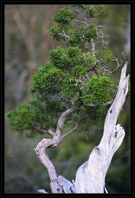 little tree