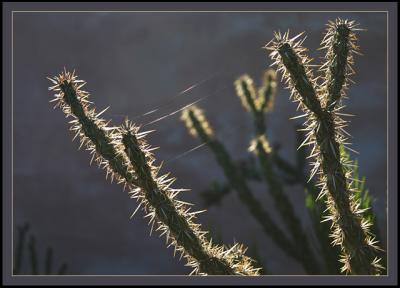 Morning Web
