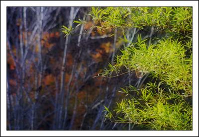 Foliage