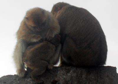 Macaque family, Rock of Gibraltar