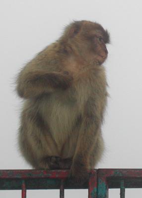 Macaque, Rock of Gibraltar
