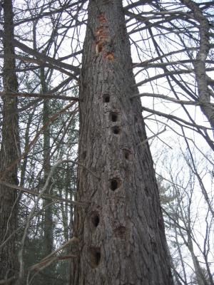 Woodpecker at work? // Mohonk