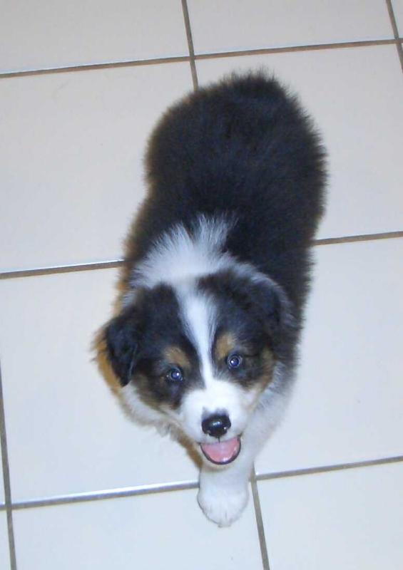 Ozzie in Kitchen.jpg