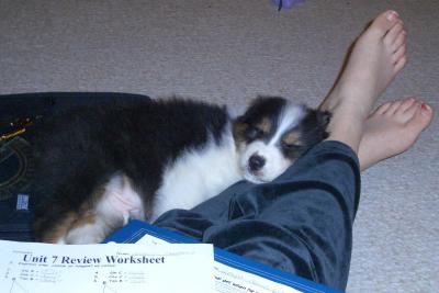 Homework Buddy.jpg