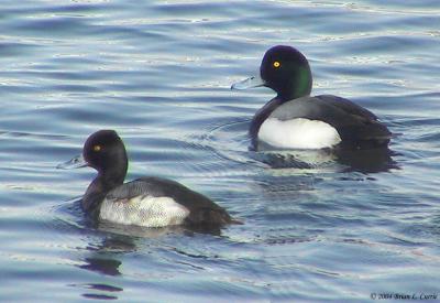 Greater vs. Lesser Scaup Comparison 153_5394 pbase 1-21-04.jpg
