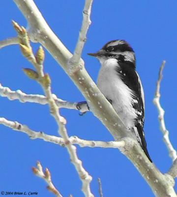 Downey Woodpecker 155_5534_filtered  pbase 2-1-04.jpg