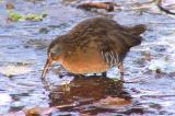 Virginia Rail 156_5622 no lines - no clone pbase 2-7-04.jpg