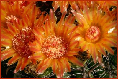 Fishhook Barrel Cactus Flowers #4