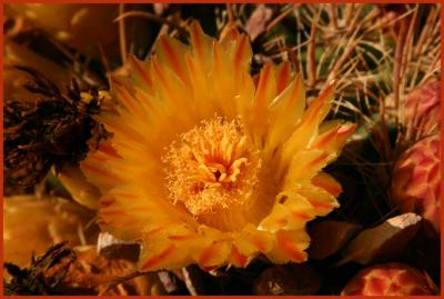 Fishhook Barrel Cactus Flowers #5