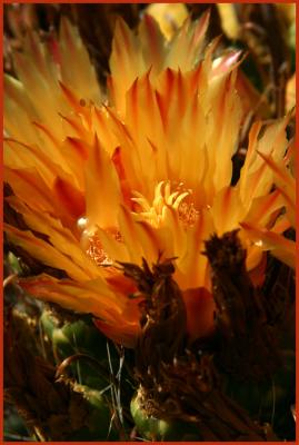 Fishhook Barrel Cactus Flowers #6