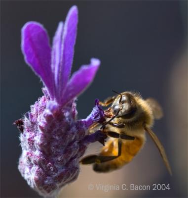 Bee Whiz