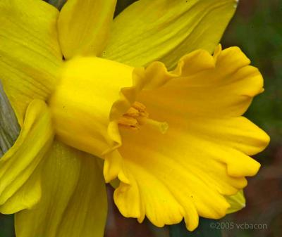 Just A Daffodil