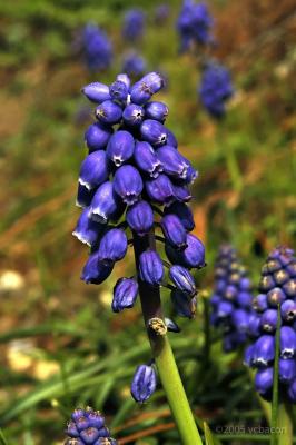 Grape Hyacinth