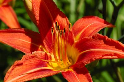 Day Lilly...