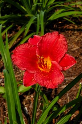 Day Lilly variety...