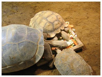 Reptile House