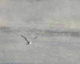 -10 degrees - Solo gull in the steam