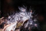 Milkweed.jpg