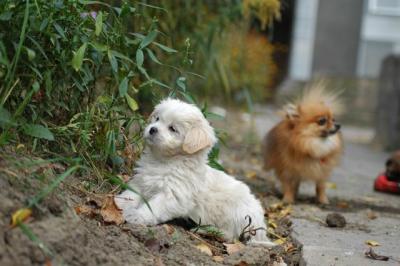 Oct9aa_04_217.JPG