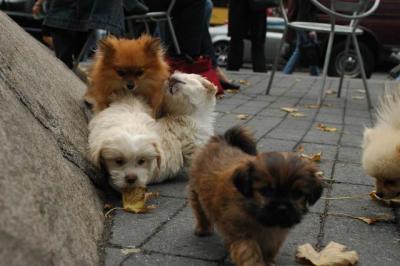 Oct9aa_04_394.JPG