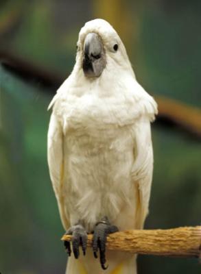Hal Muhrlein: White Cockatoo
