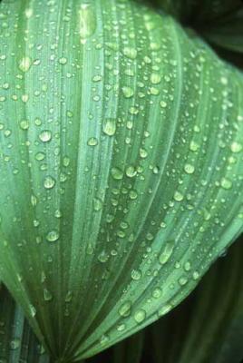 Tom DeVange: Leaf with Raindrops