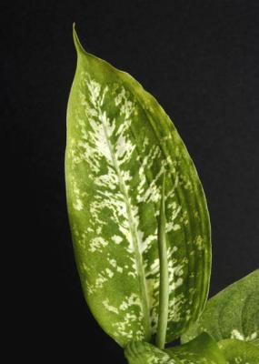 Hal Muhrlein: Varegated Philodendron