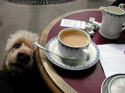 Mary Beth Abarbanel: Begging, Parisian Style