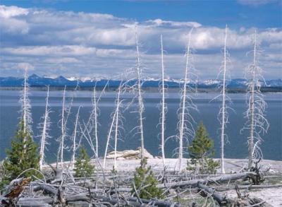 Tom DeVange: DeadTrees, Yellowstone Lake